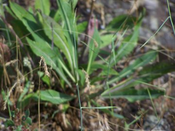 Isatis tinctoria / Glasto comune